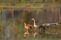 Egyptian goose