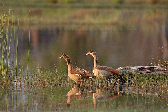 Egyptian goose