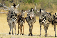 Zebra