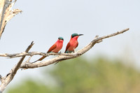 Carmine Bee-eater