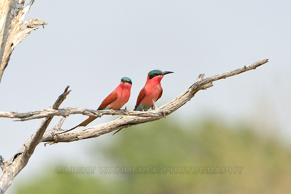 Carmine Bee-eater