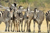 Zebras