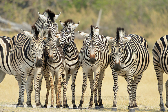 Zebras
