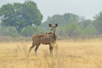 Kudu