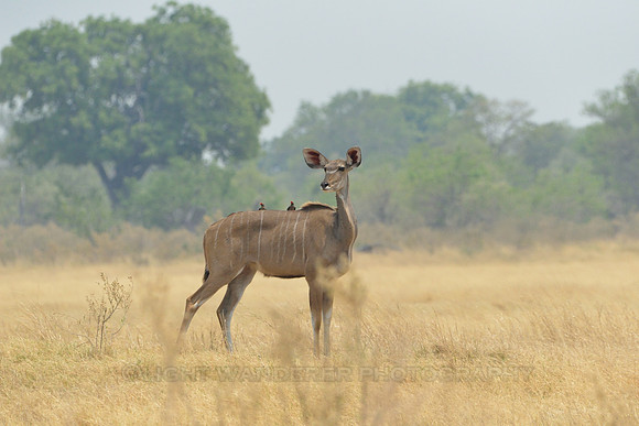 Kudu