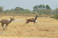 Kudu antelope