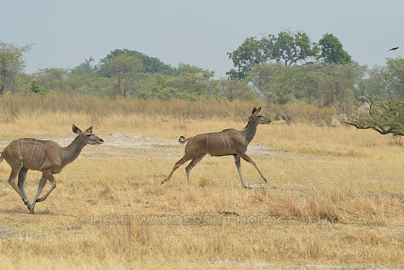 Kudu antelope