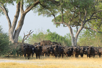 Herd of buffalo