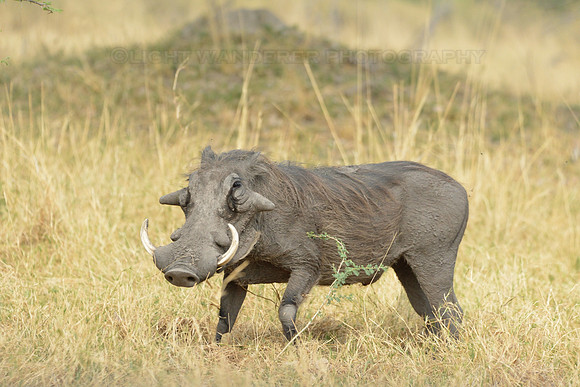 Warthog