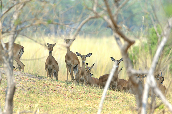 Impala