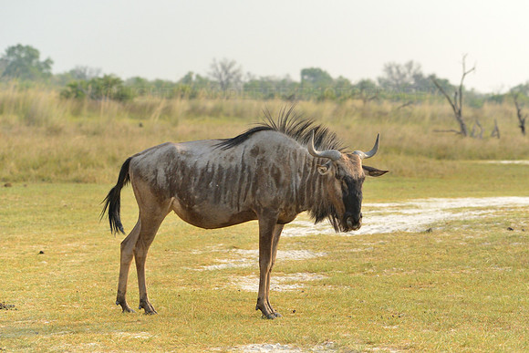 Wildebeest