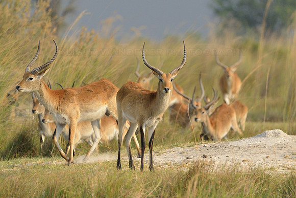 Red Lechwe