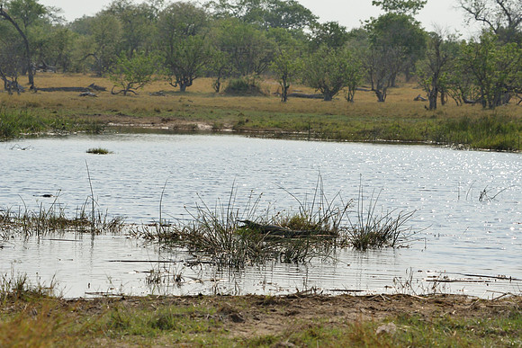 Crocodile