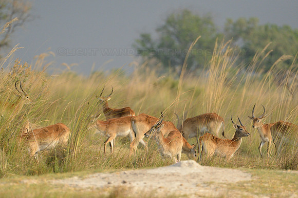 Red Lechwe