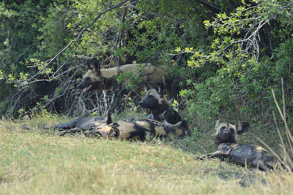 African Wild Dog