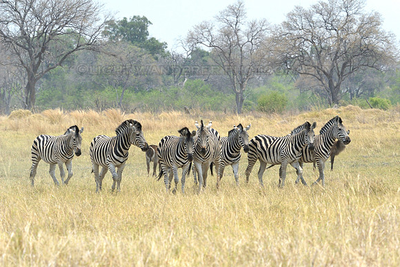 Zebras
