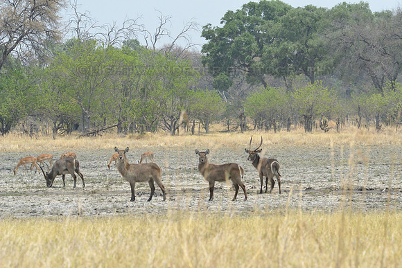Waterbuck and impala