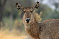 Waterbuck