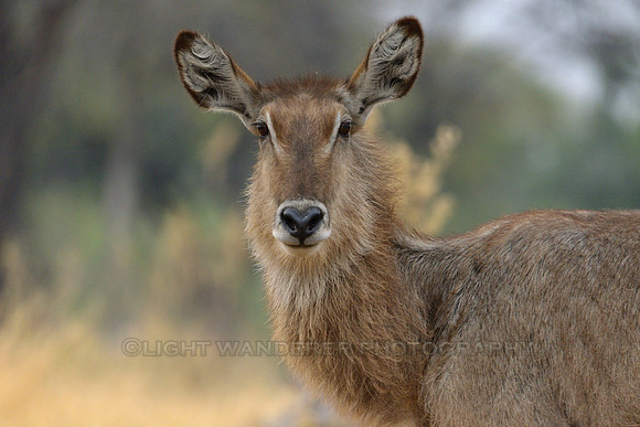 Waterbuck