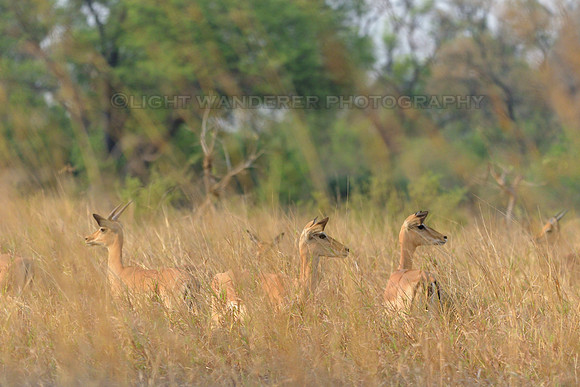 Impalas in tall grass