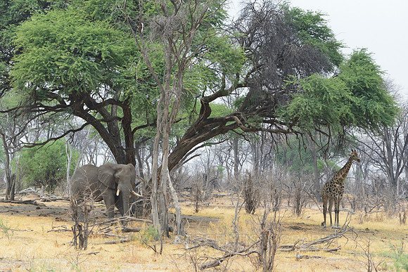 Elephant and giraffe