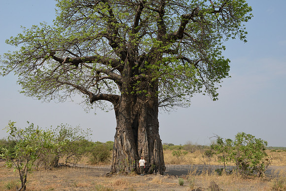 Baobab