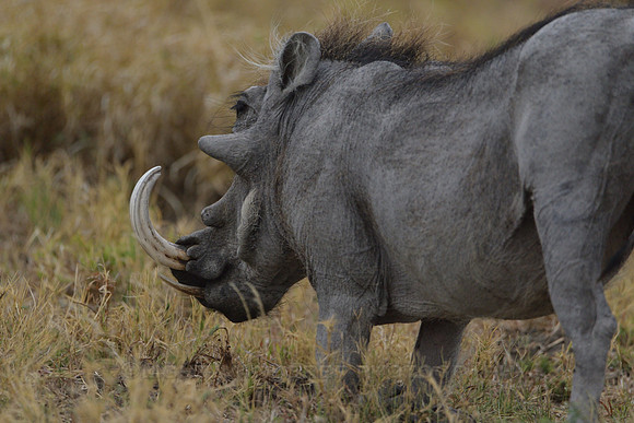 Warthog tusks