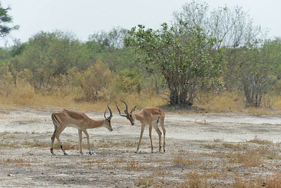 Impala sparring
