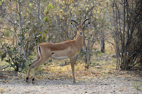 Male Impala