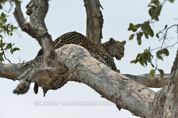 Leopard