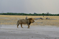 Male lion