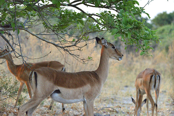 Impala