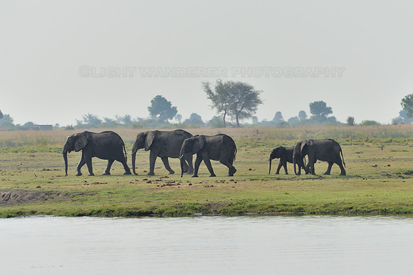 Elephants walking