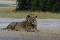 Male lion