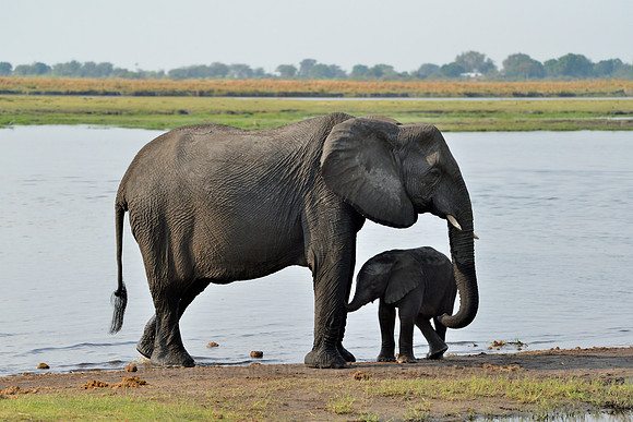 Elephant mother with baby