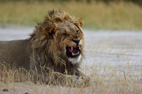 Lion yawning