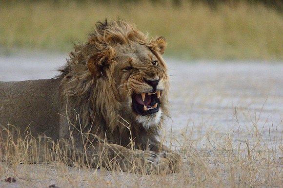 Lion yawning
