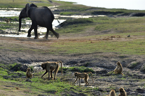 Baboons and young elephant