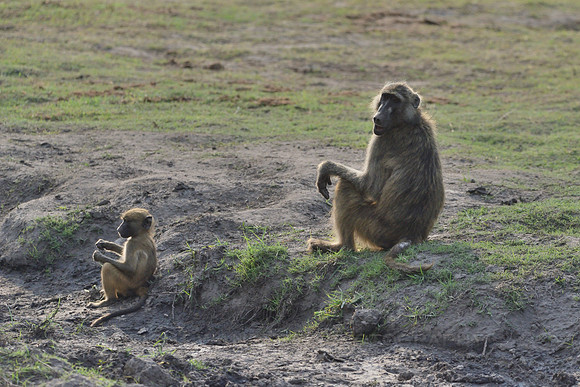 Baboons sitting