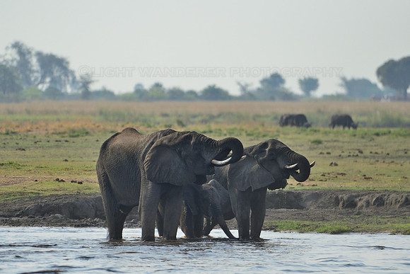 Elephants drinking