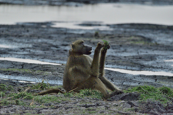 Baboon sitting and eating