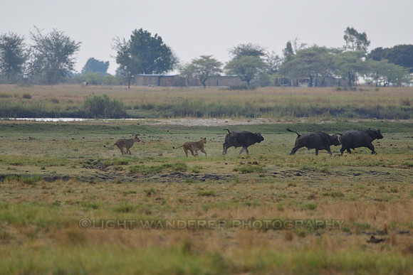 Lions attacking buffaloes