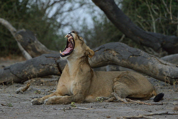 Lion yawning