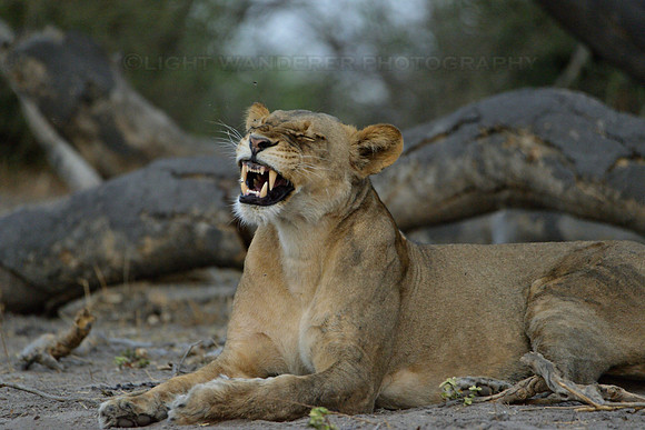 Lion after yawning