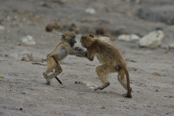 Young baboons