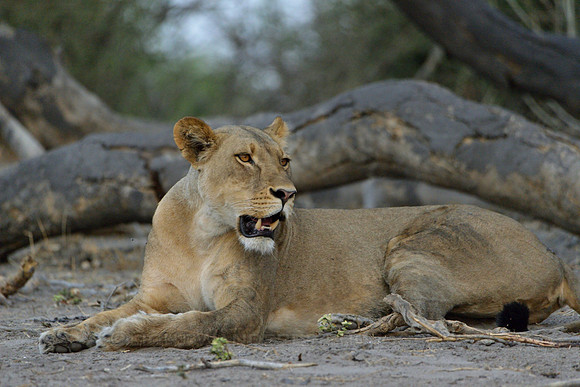Female lion