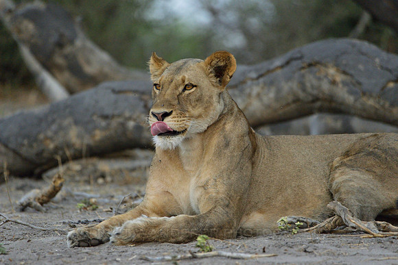 Lion