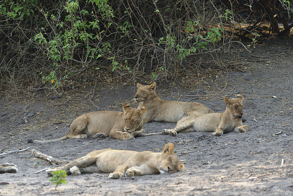Juvenile lions