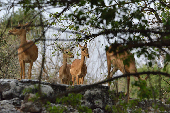 Impala