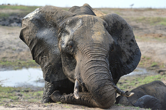 Elephant